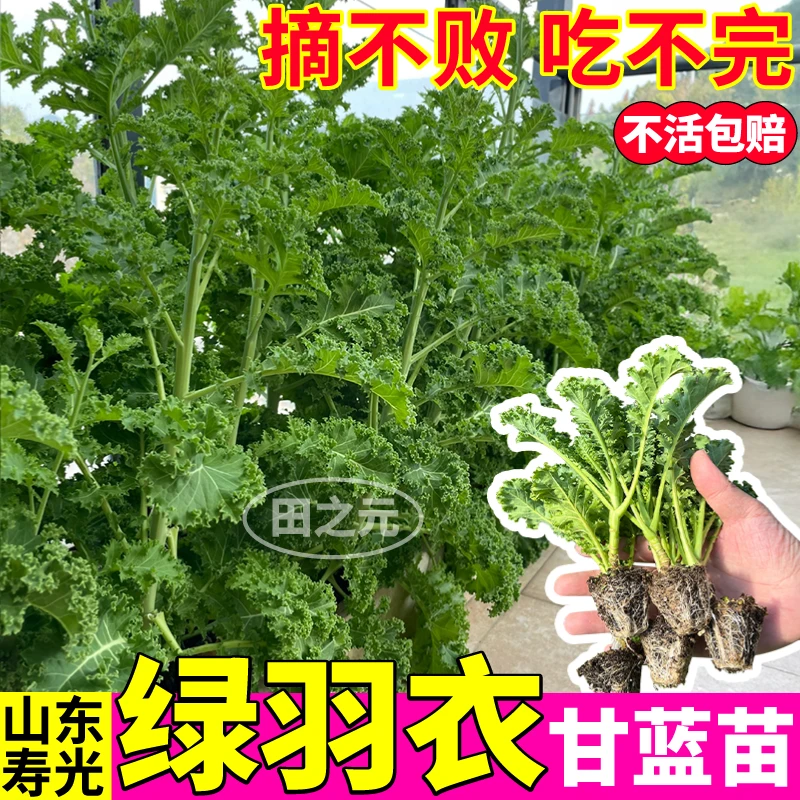 食用绿羽衣甘蓝苗耐寒四季食用观赏紫粉羽衣甘蓝秧盆栽南北方高产