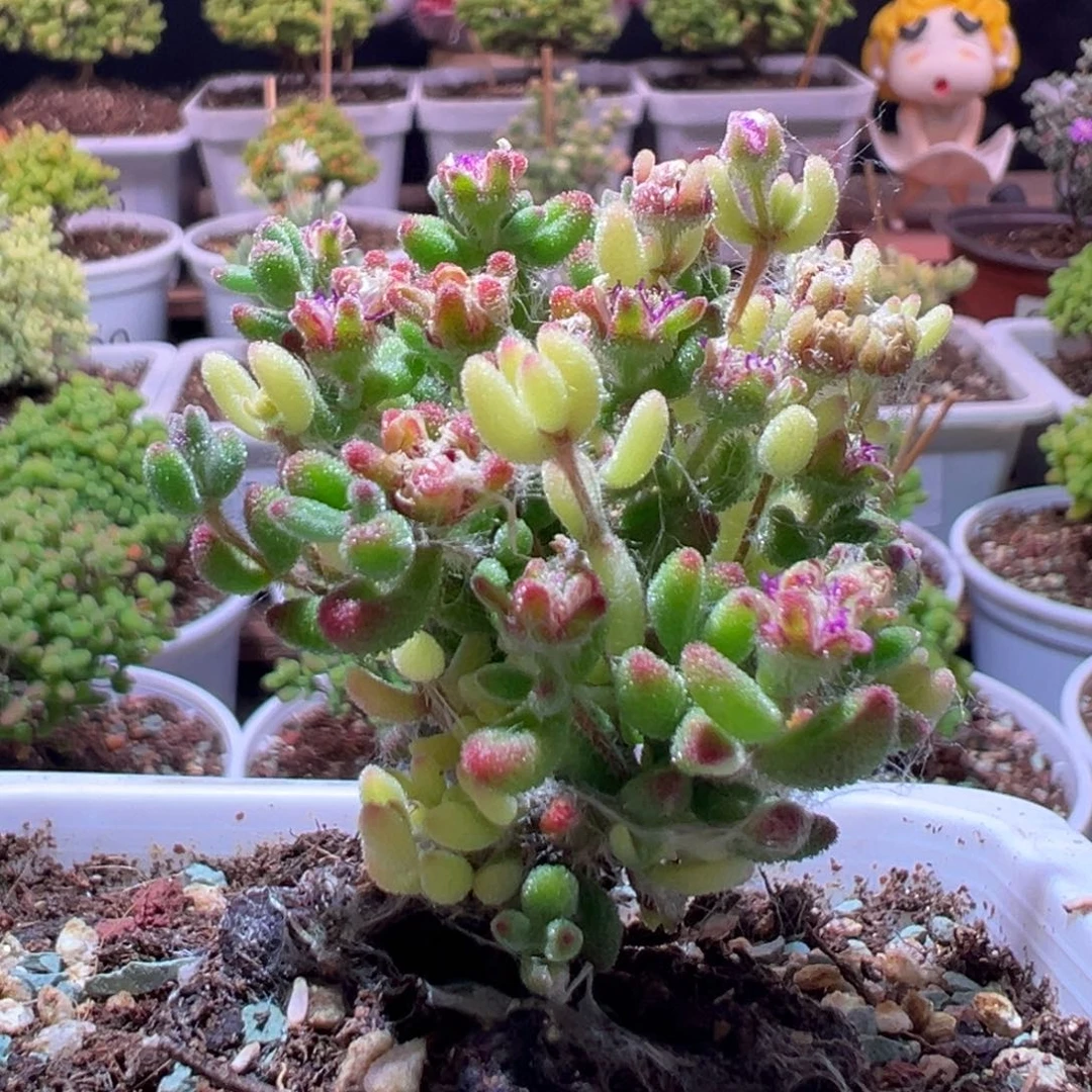 J228红宝石全锦带盆土发货一物一拍