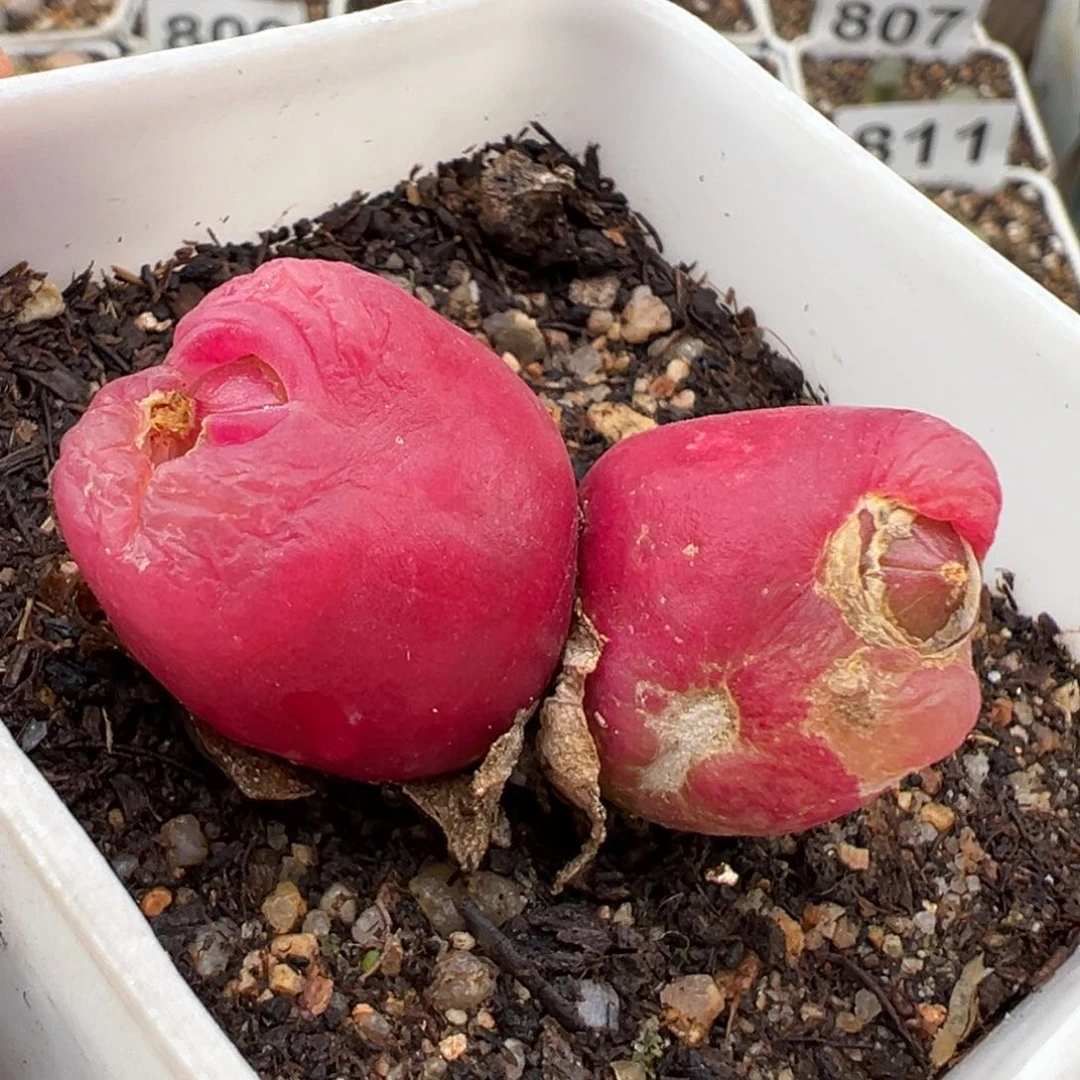 1.14好看的多肉812