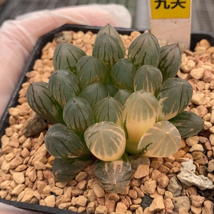 742号霓虹灯玉露锦带盆