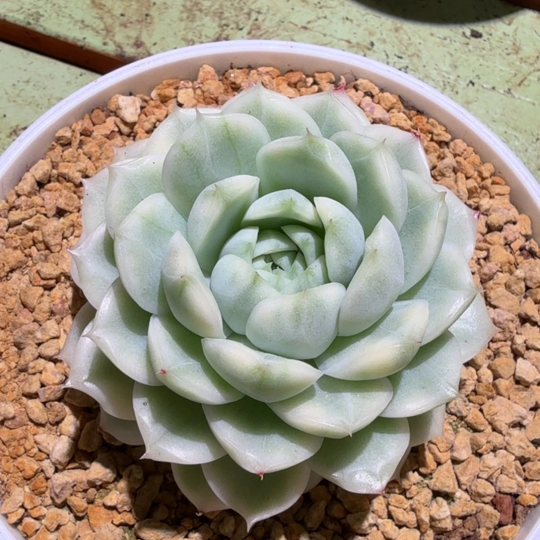 麦秆超白锦，锦上园艺一物一拍