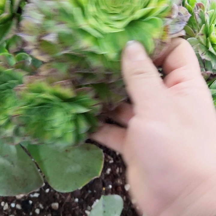 多肉植物知否绿植 418