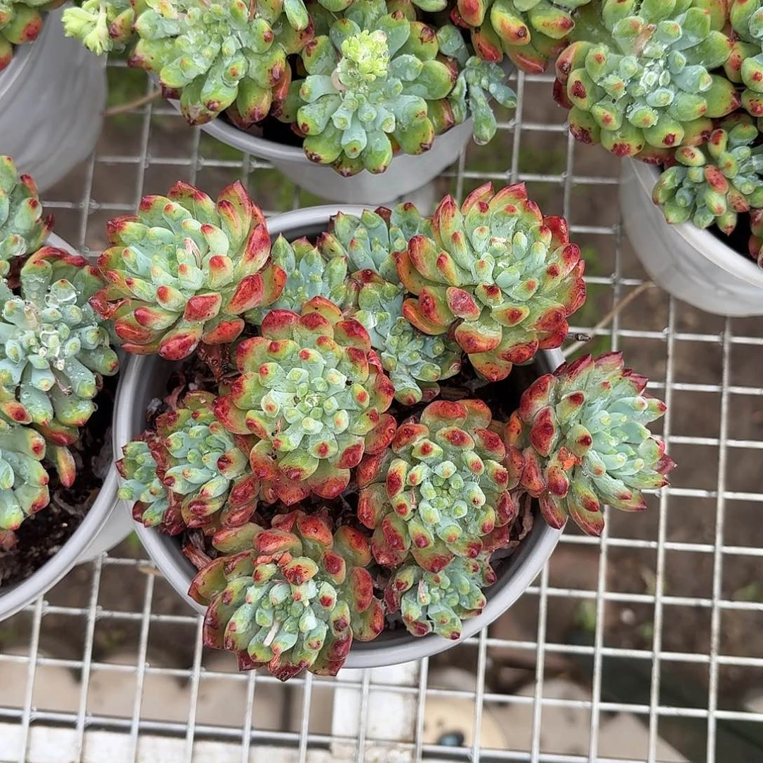 蓝苹果群生12㎝盆爆盆