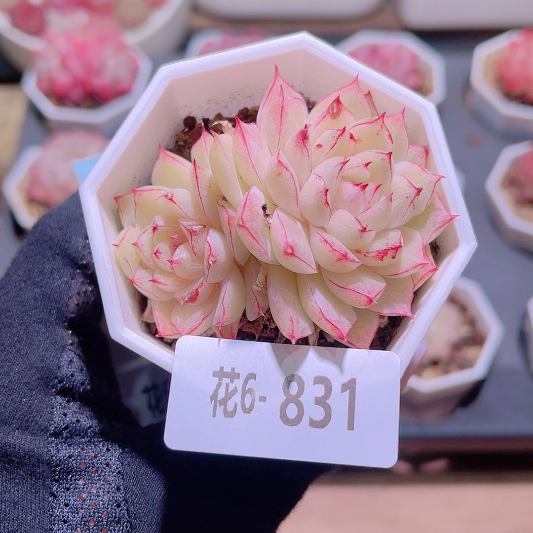 花利美6-831女王