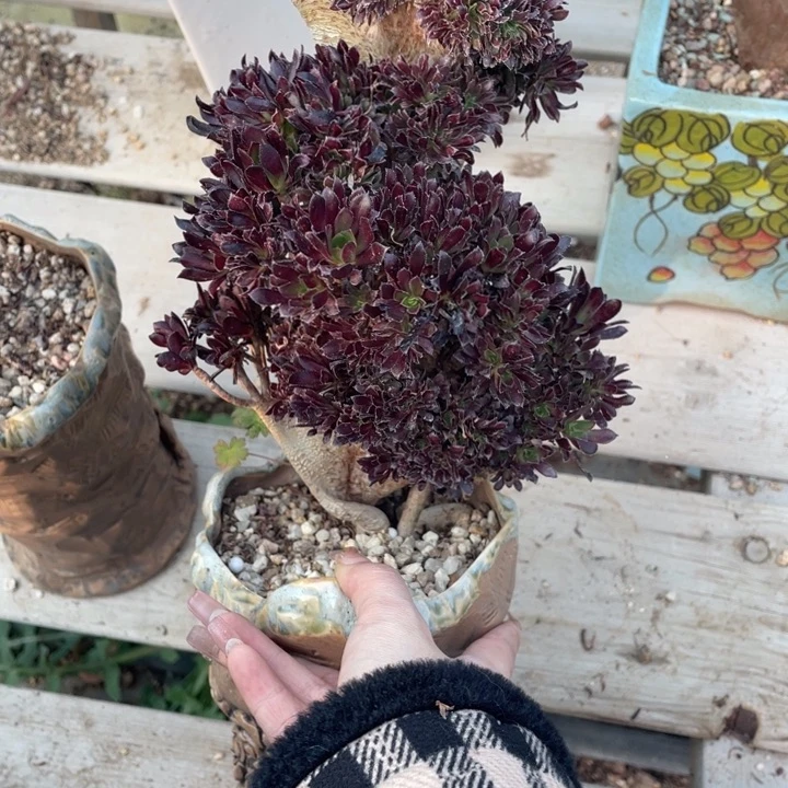 多肉的季节是个特别不喜欢拍照又