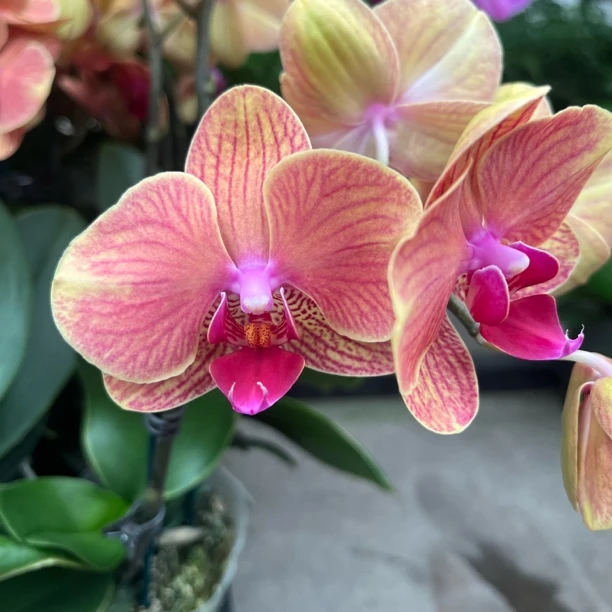 新疆包邮！吉利蝴蝶兰（单双随机）