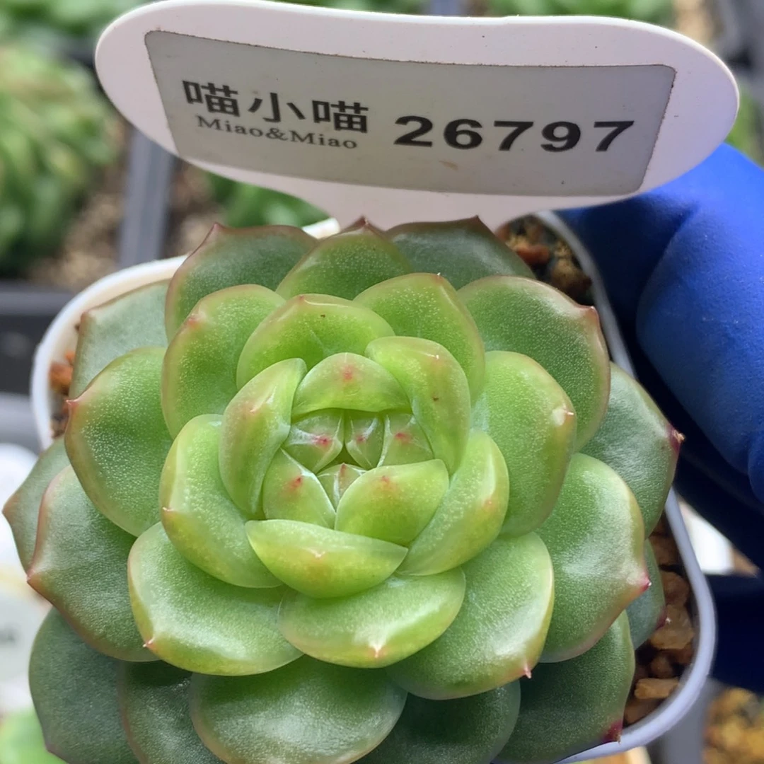 多肉植物杂交珍妮