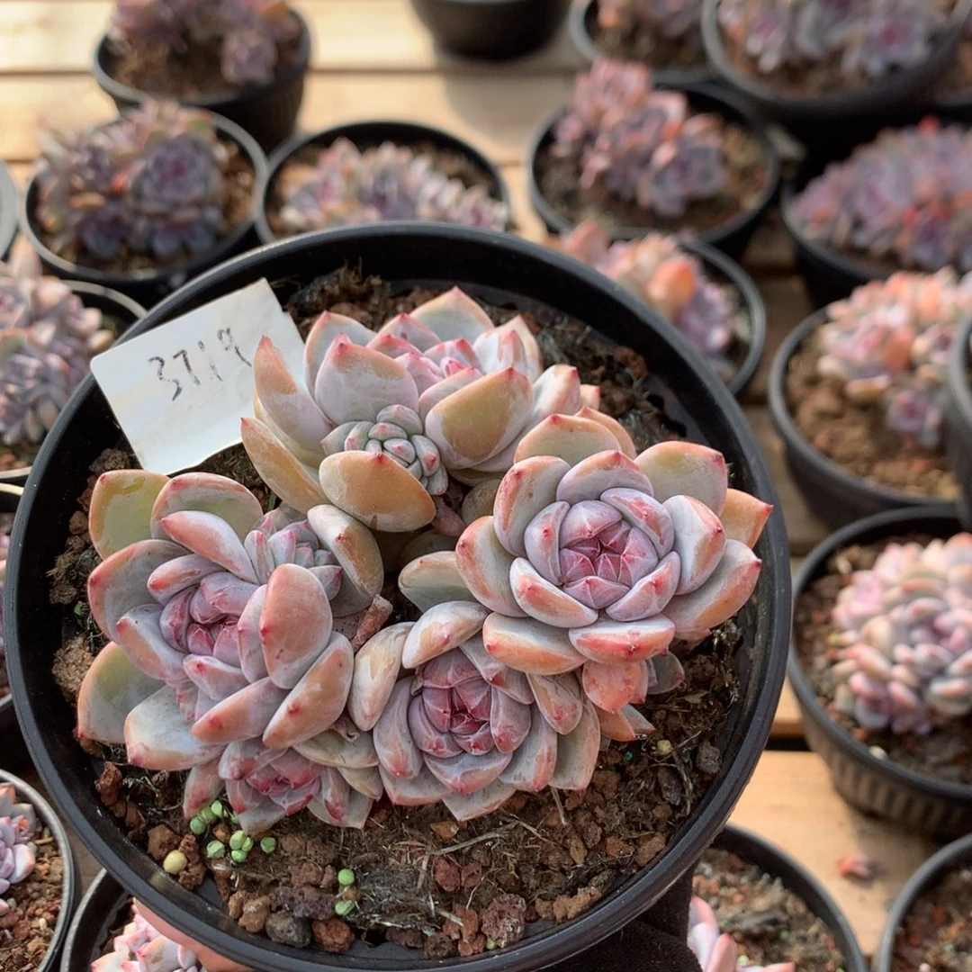 12厘米九头石榴籽小树 无砍 特价 3719