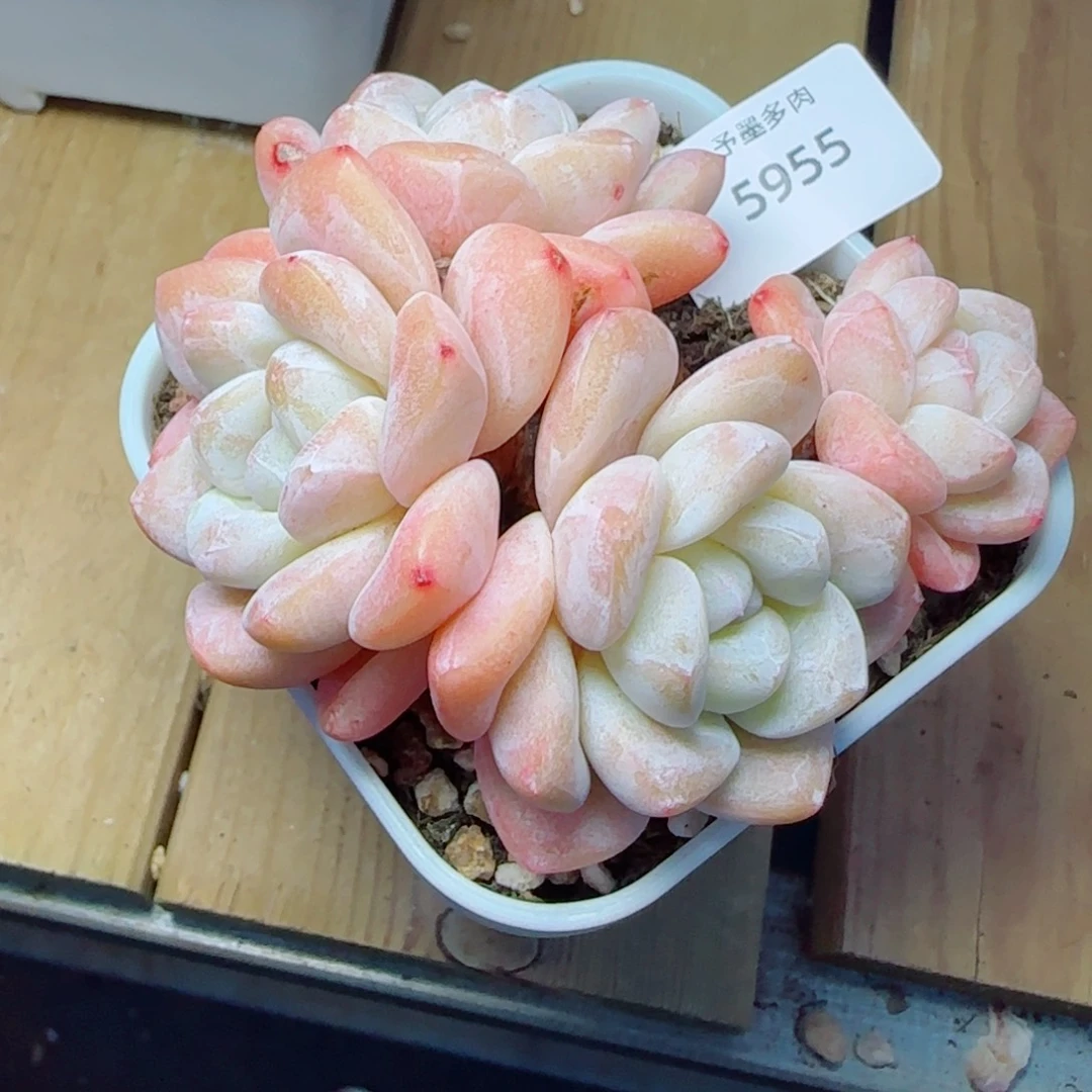 粗桩冰玉，5955多肉植物