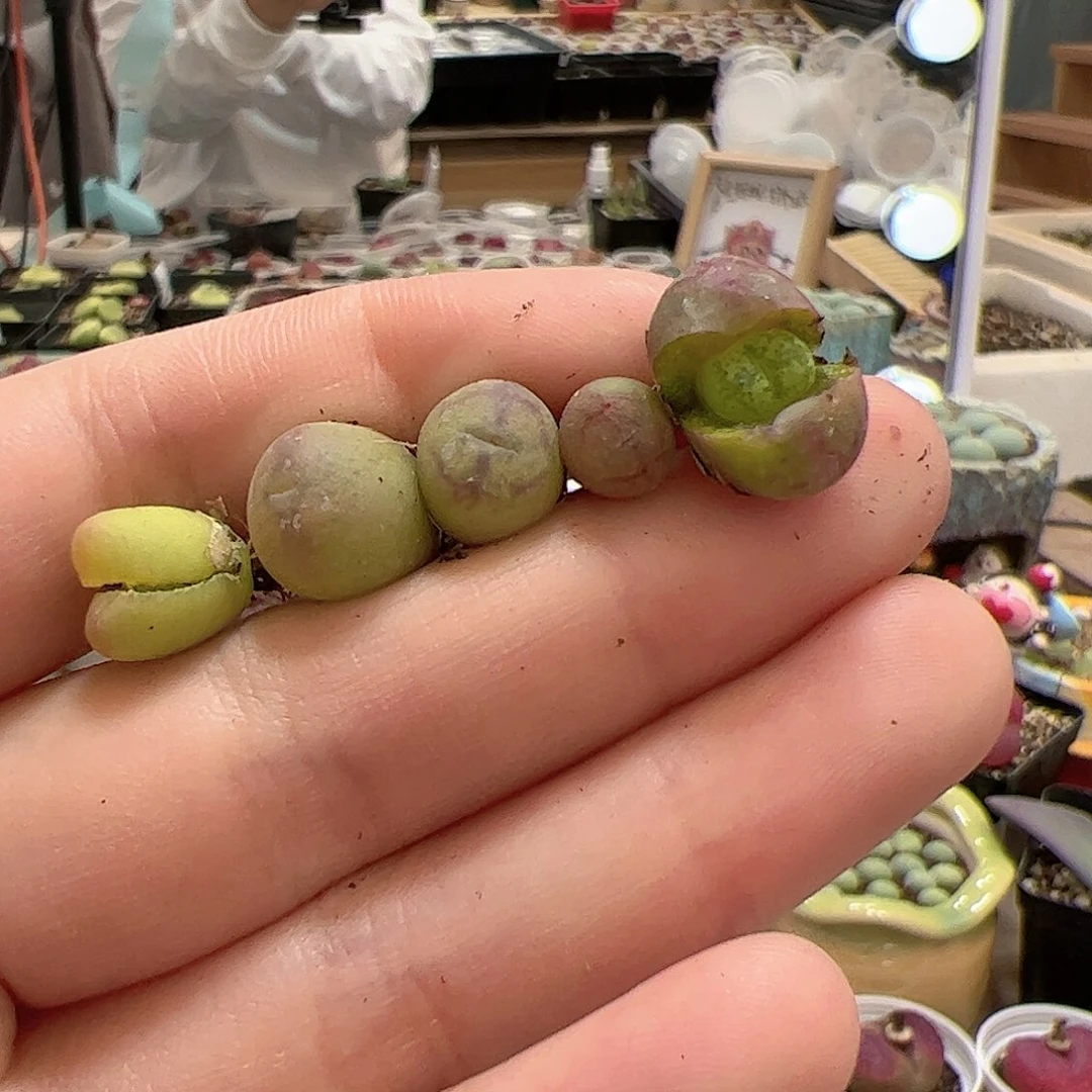 【闪购商品】291 变异