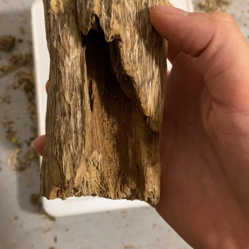 【闪购商品】虫漏48克