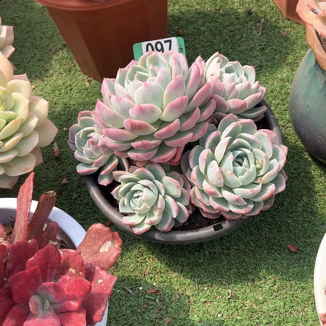0**困妗鸿多肉植物097
