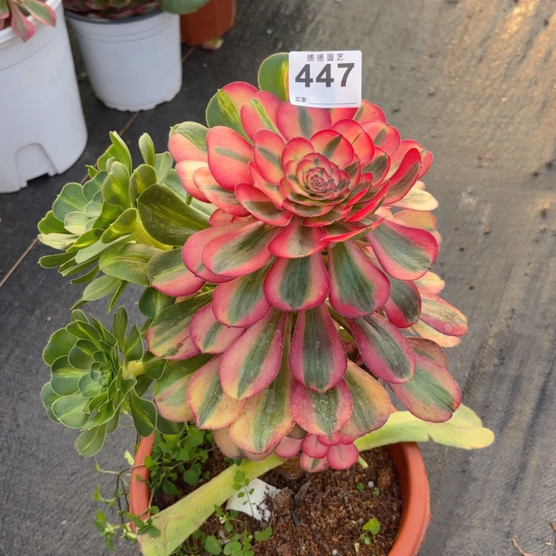 书*123  447多肉法师