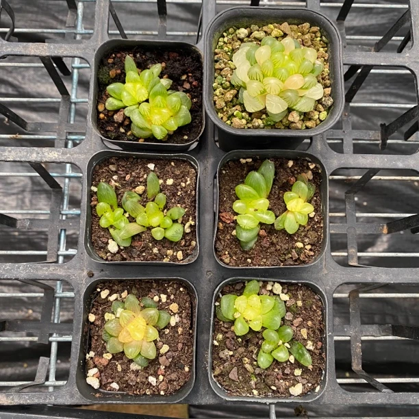 潘灯黄锦十二卷多肉