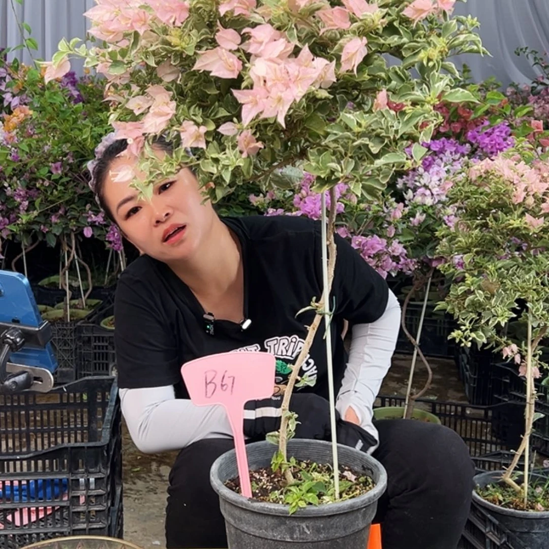 吉***宝大部分花苞少量开放B67少女心