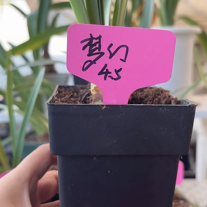 无花朵梦幻朱顶红直径4.5