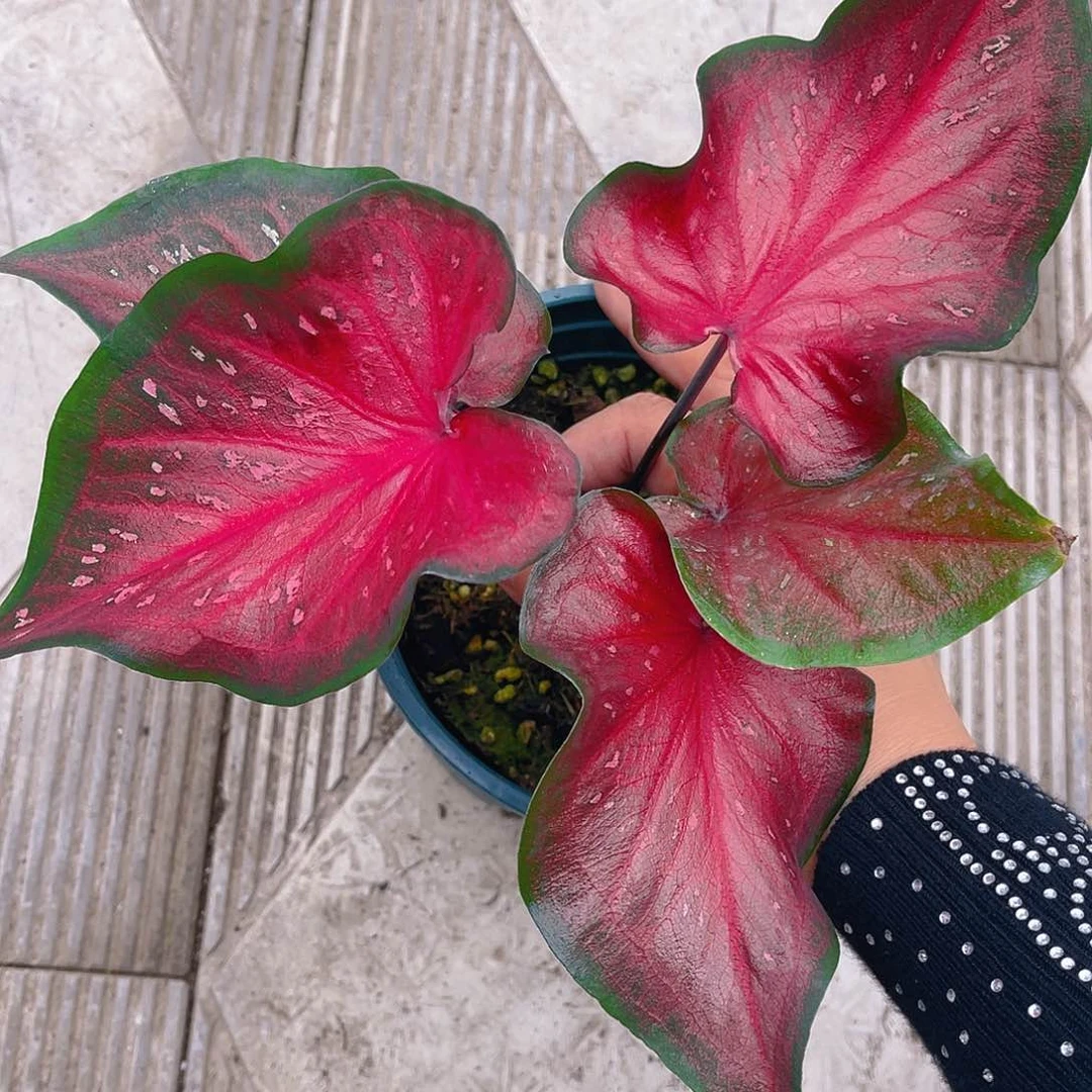 完全开放泰彩一物一拍370