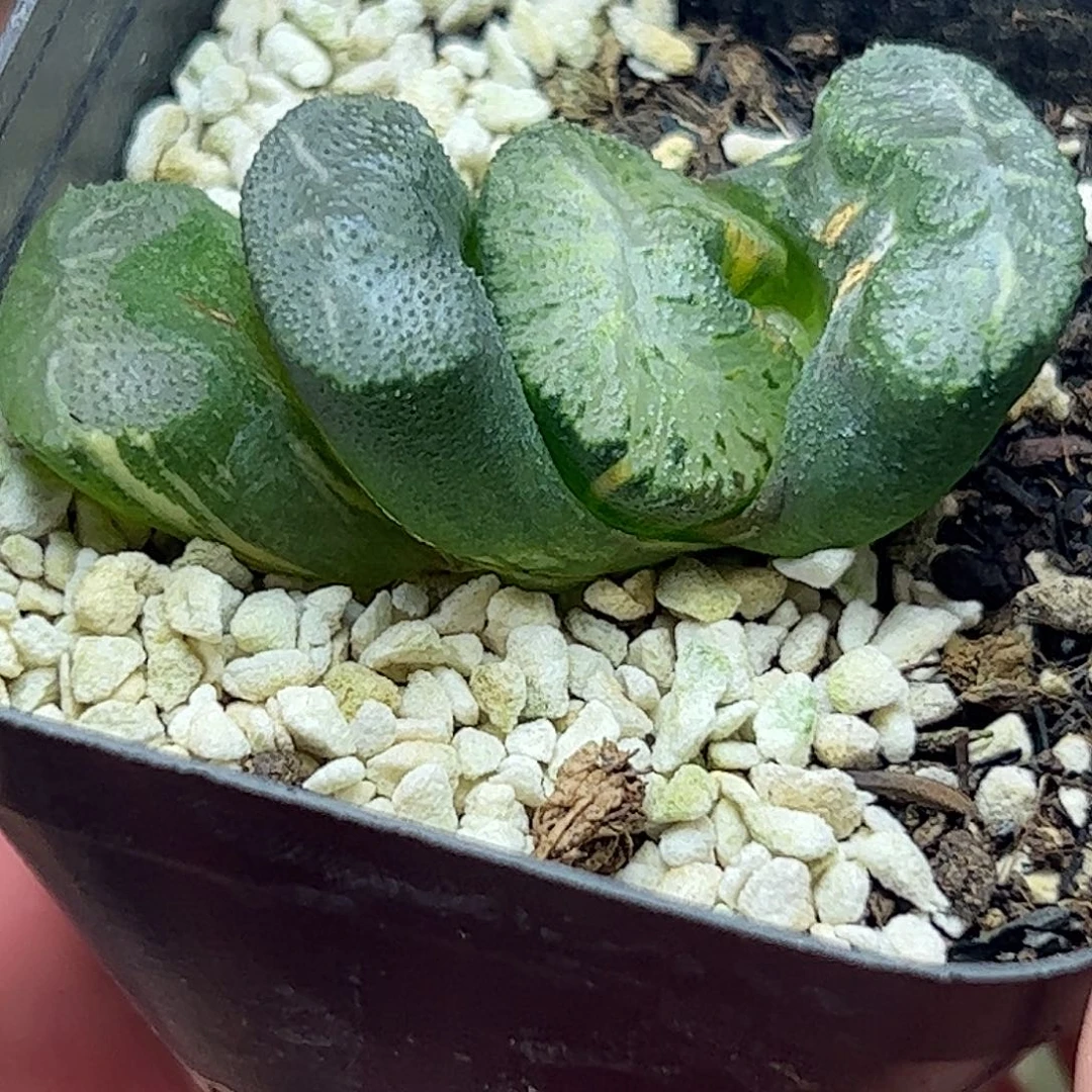 老***三火山锦十二卷多肉植物满