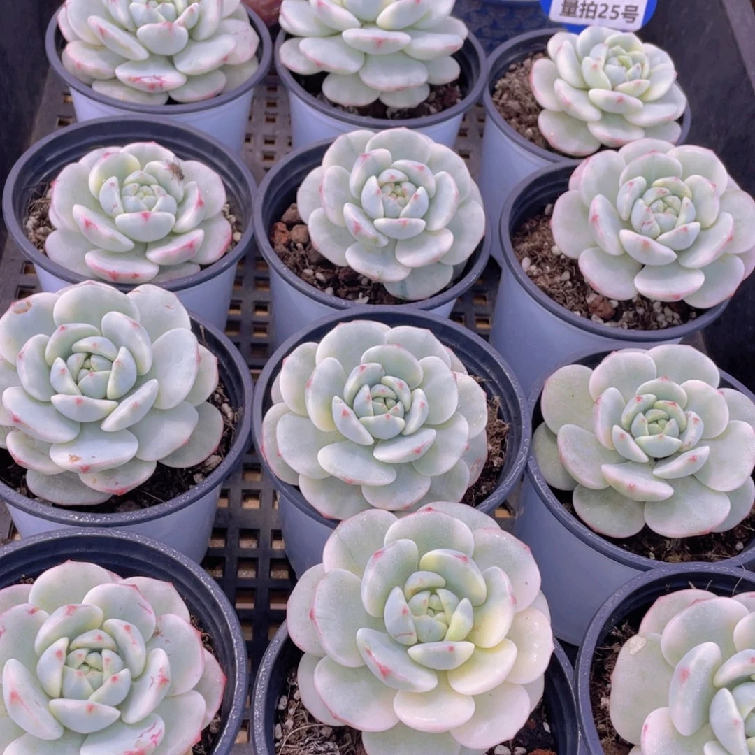 量拍25号 香草锦单头一个