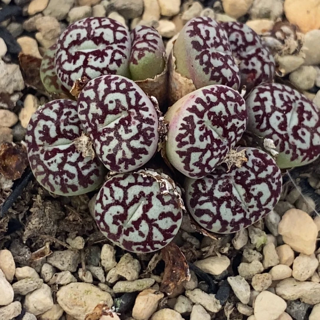 被***酱花脸纹墨花脸纹墨花脸纹墨