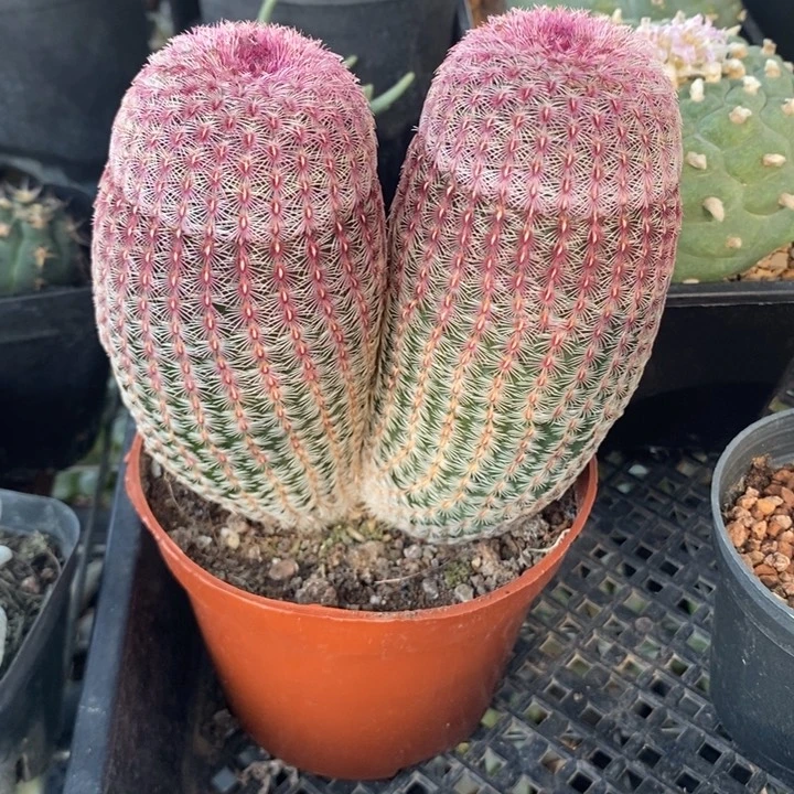 楼*双头红太阳，一物一拍