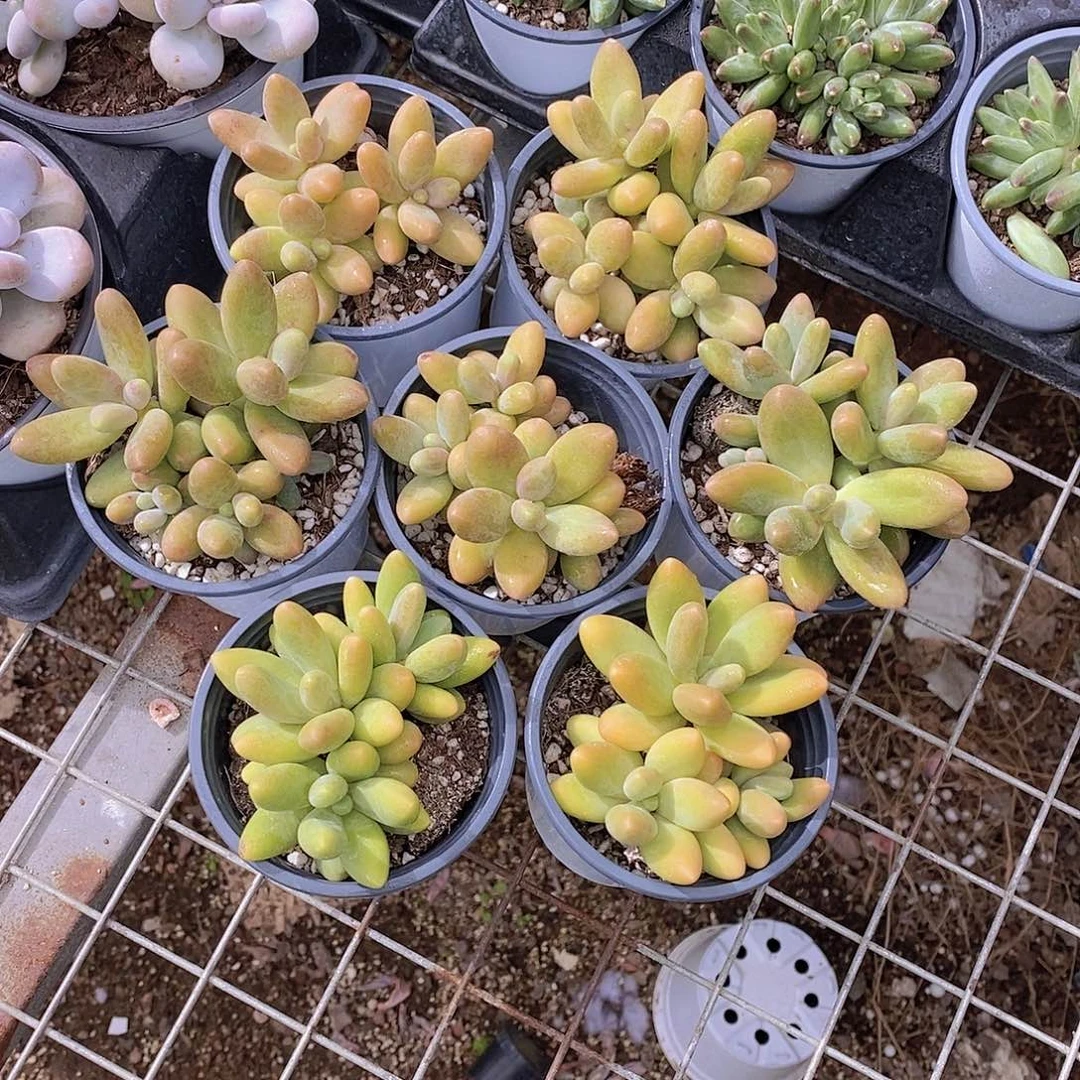 0723-糖果美人群福利一颗量拍