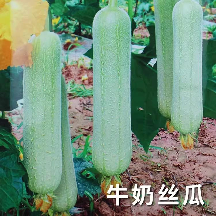 奶油丝瓜种子牛奶菜瓜种籽孑春季菜种籽四季高产寿光南方蔬菜子籽