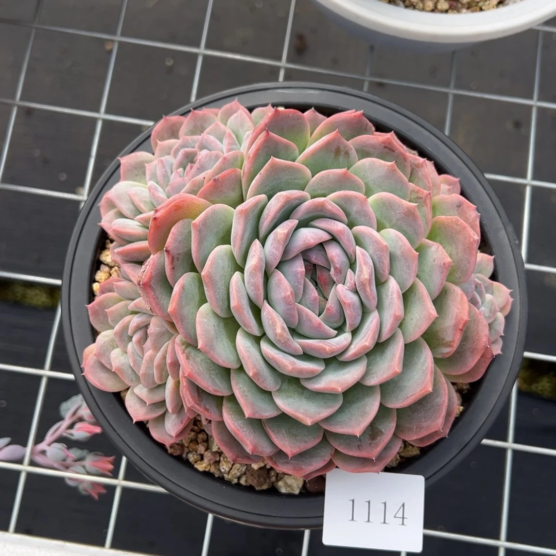 h****21114肉肉肉肉肉肉肉