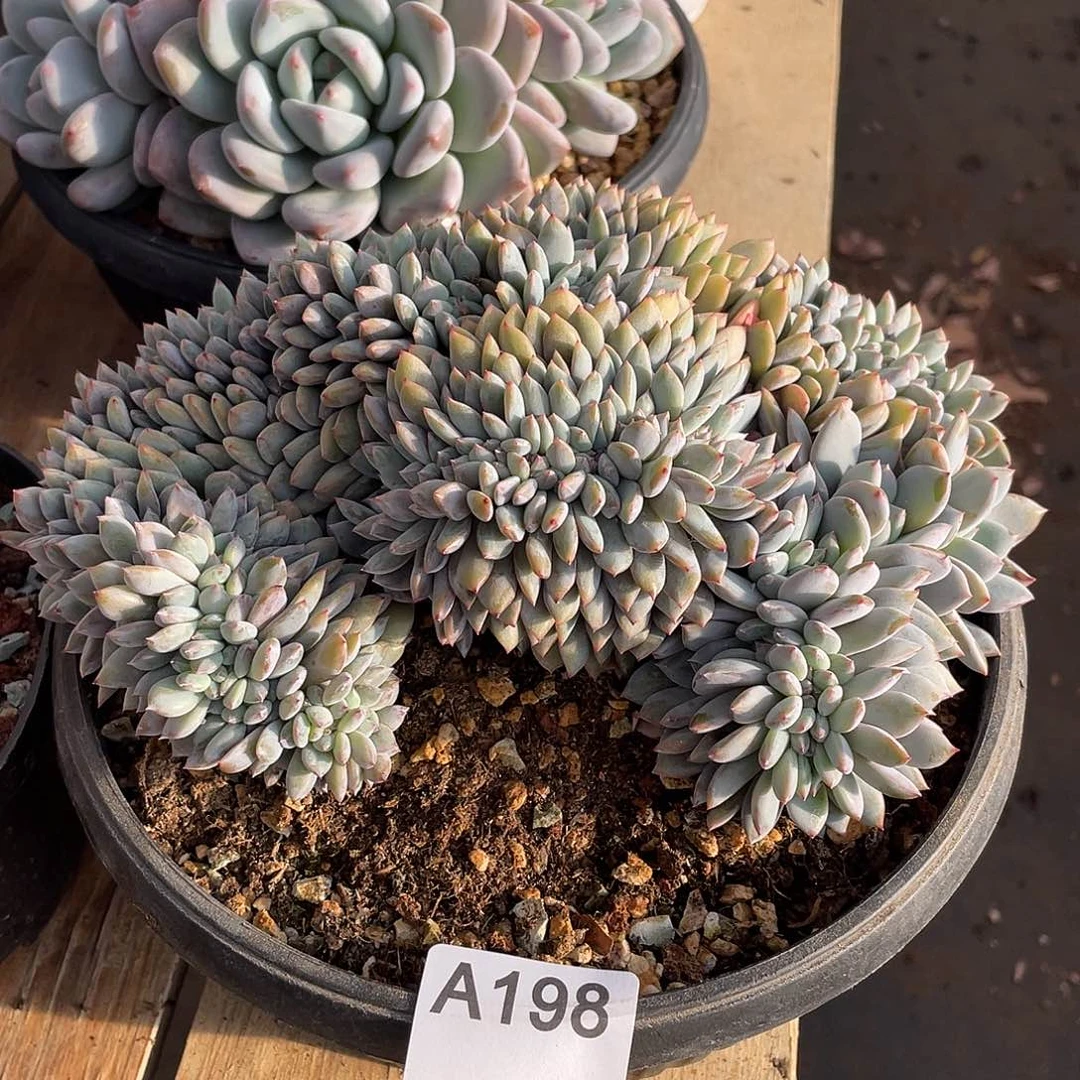 Y***寶198多肉植物多肉植物