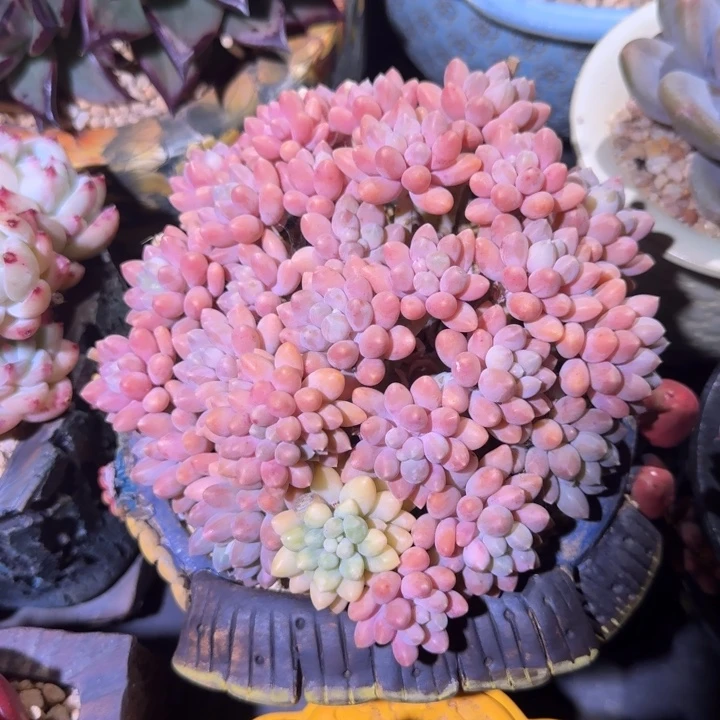星黛露 群生  一物一拍