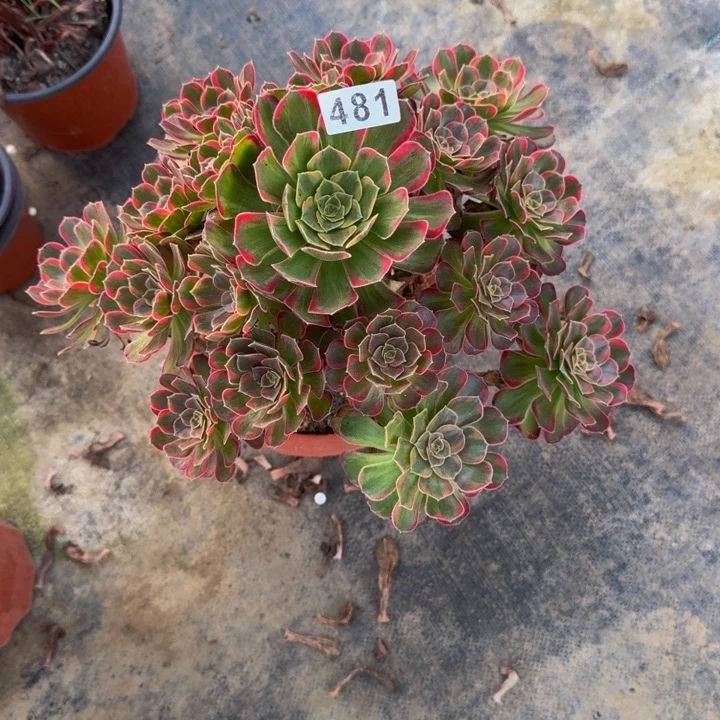 0000000481安娜0000