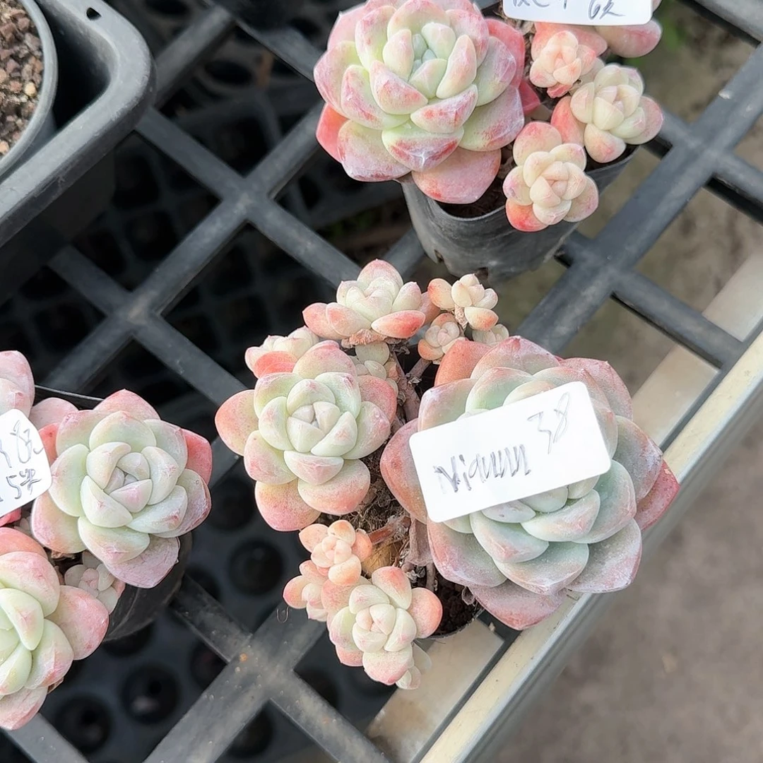 NIANNN冰玉5头38元