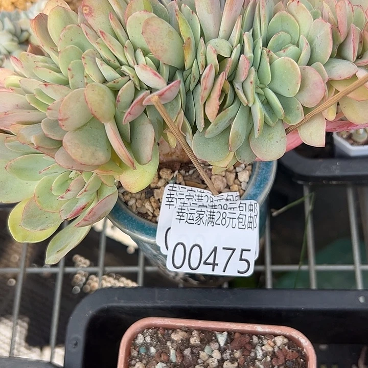 幸运的是我还没遇到