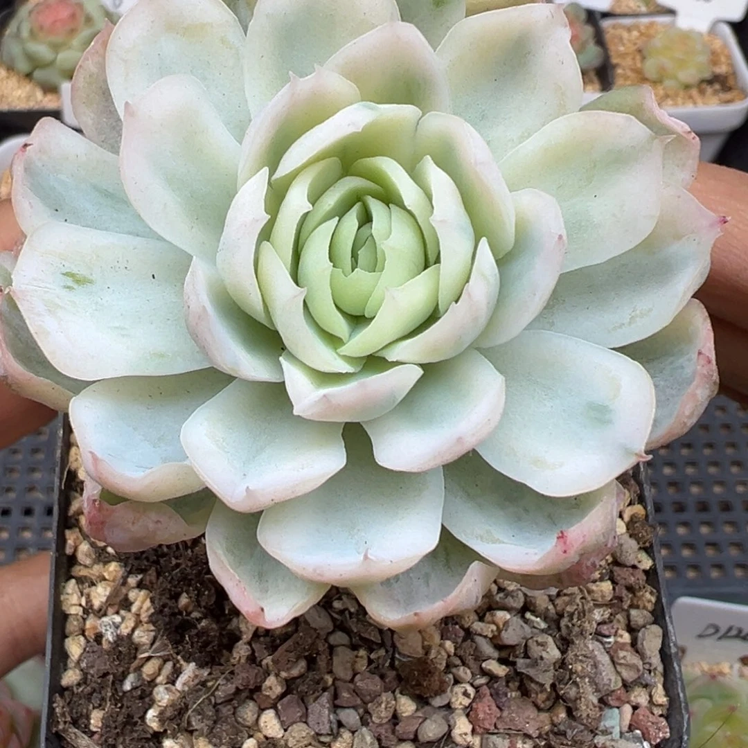 瑶台仙子锦晗雨多肉