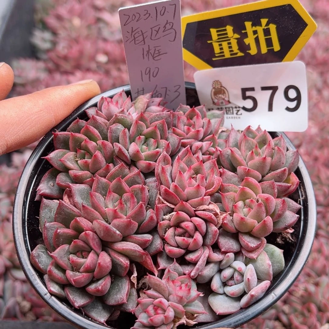 多肉植物多肉植物