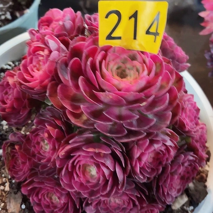 伊*~多肉植物荔枝214