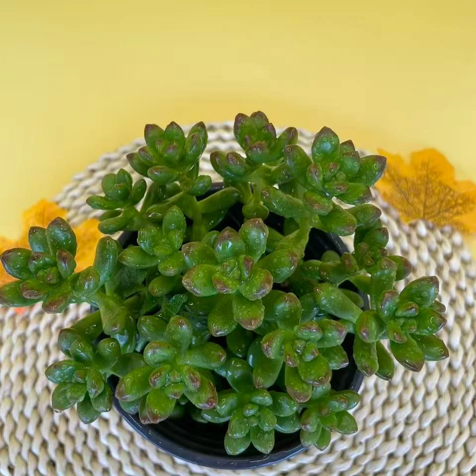 22（香豆子）任意两单包邮多肉植物带养殖盆土懒人沙漠植物