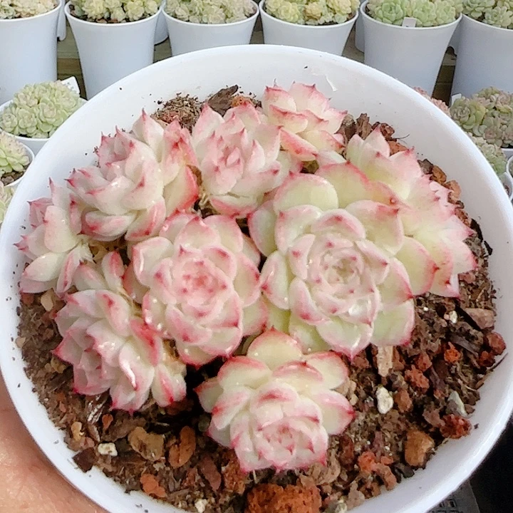 1201-118（小魔仙优选）