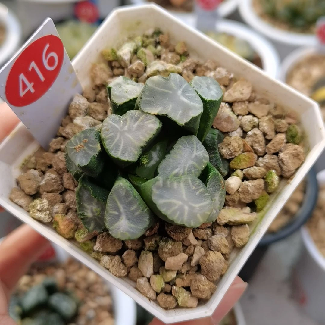 416号白瓷万象锦一物一拍带盆土发货