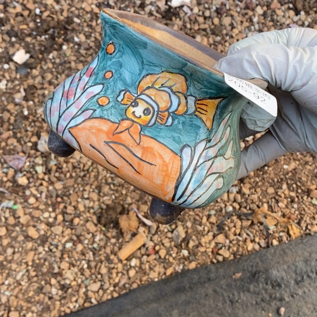 翘*龙92号多肉盆一个呀多肉