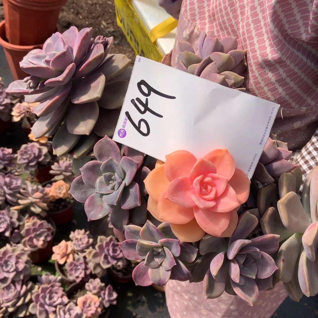 天****烂一物一拍外播多肉649紫乐锦