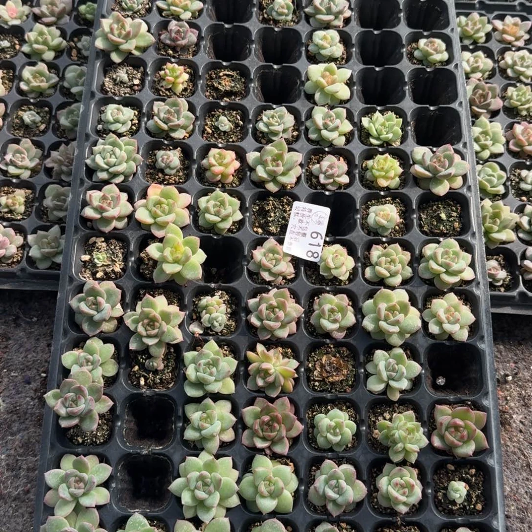 如图618麦芽珍妮混一盘