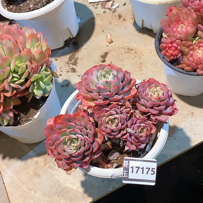【闪购商品】雨滴17175