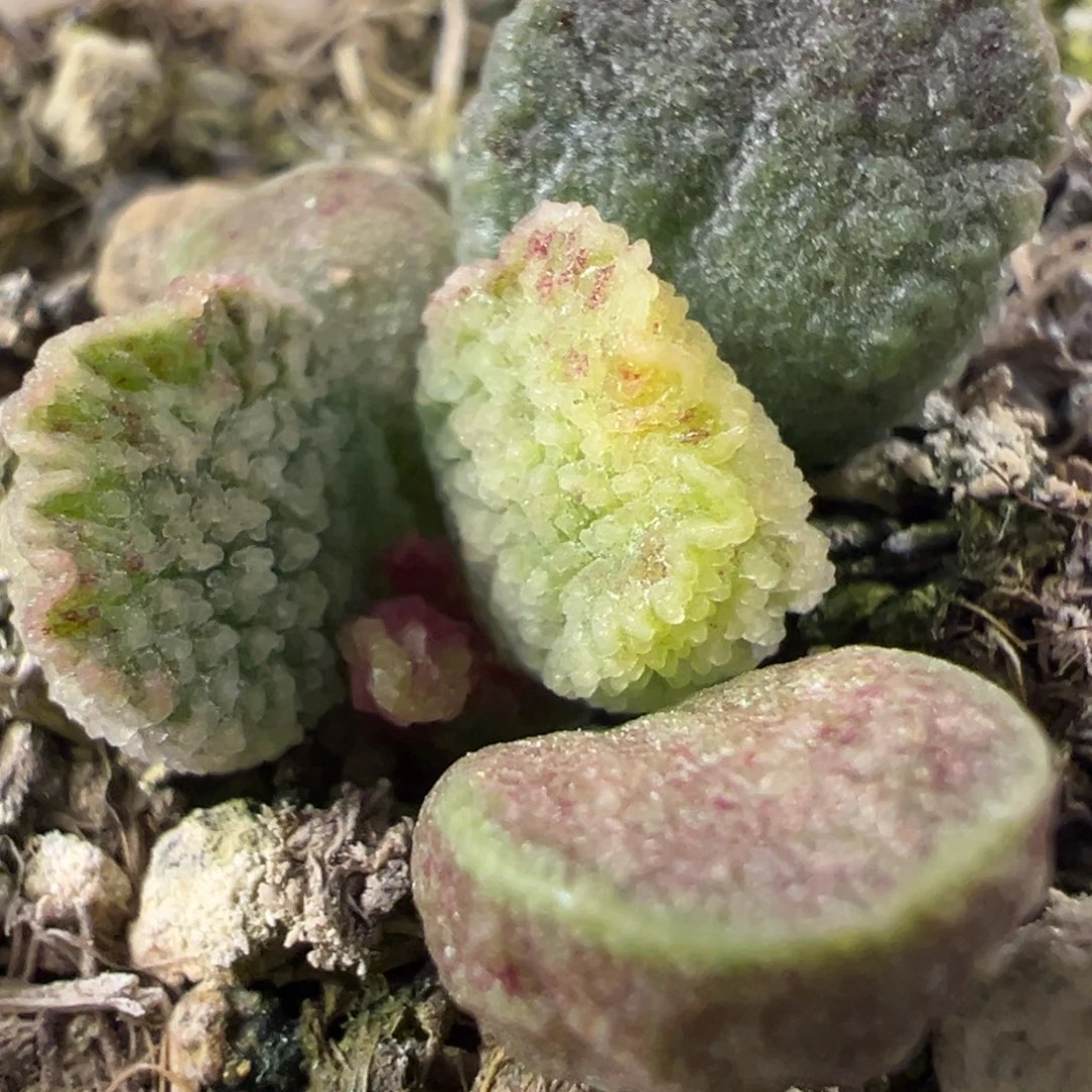 实生新品多肉植物水泡多肉植物