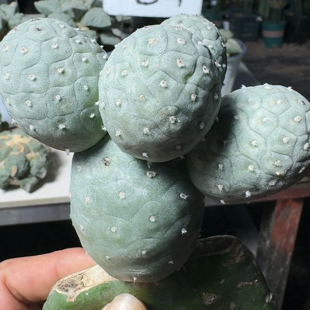 【闪购商品】无花朵五头进口圆球龙鳞113