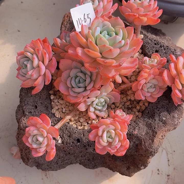 1465冷橙多肉植物