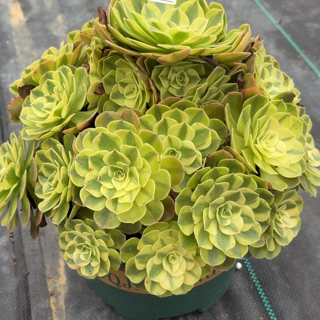 311大雨河多肉植物