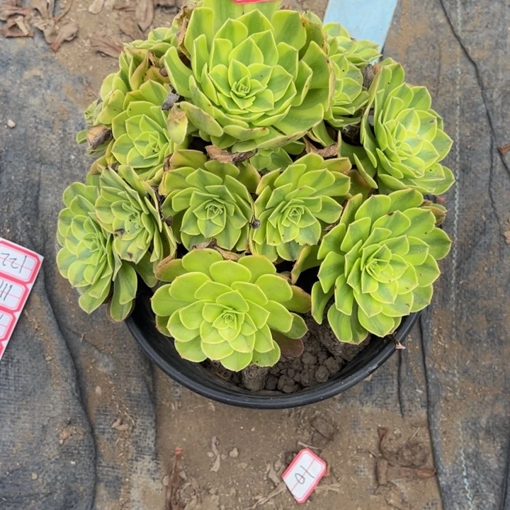 112雨荷多肉植物法师