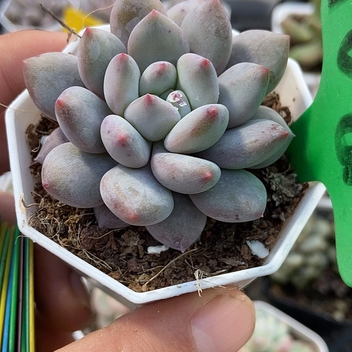 多肉植物半夏1681多肉