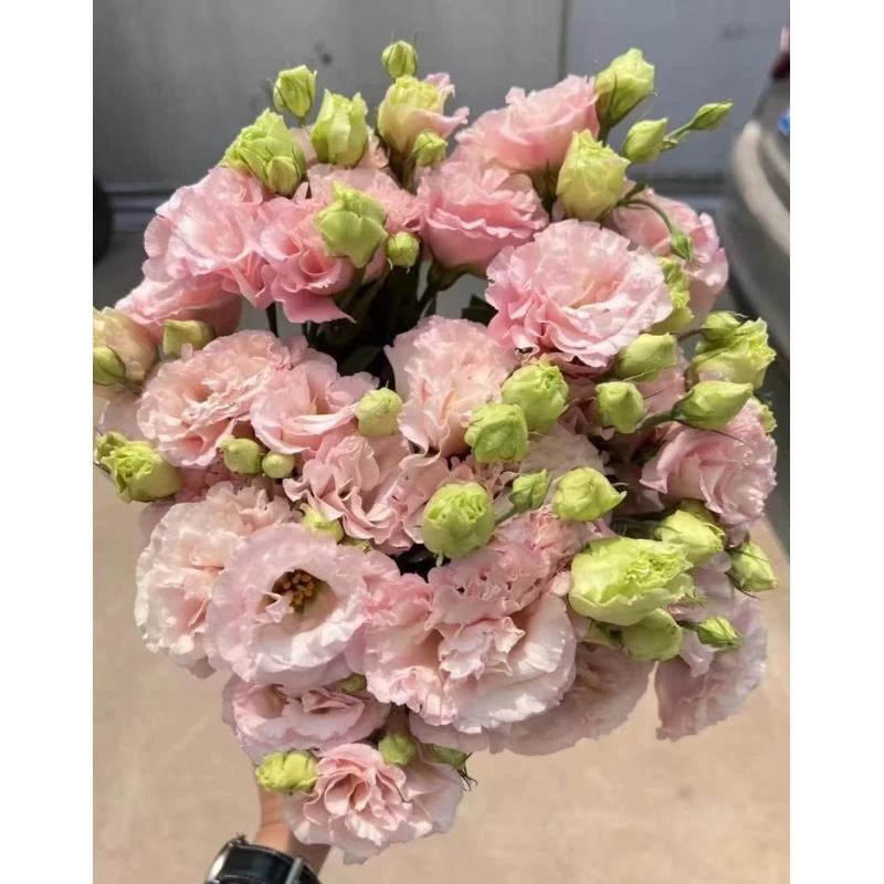 鲜花【肉粉色洋桔梗】同地址两单顺丰或京东送货上门